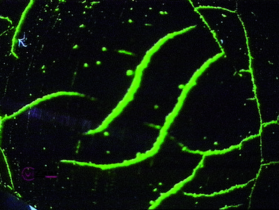 工業(yè)內(nèi)窺鏡，內(nèi)窺鏡，管道內(nèi)窺鏡，視頻內(nèi)窺鏡